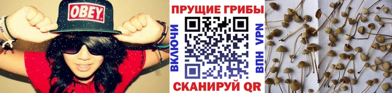 Псилоцибиновые грибы Cubensis  Ирбит 